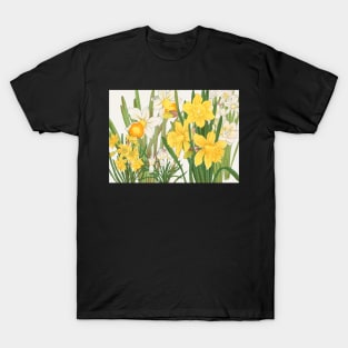 Vintage print - Yellow and white daffodils Long T-Shirt